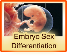 embryo
